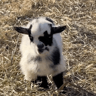 Baby goat chewing
